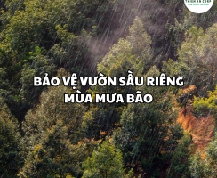 [Tips] BẢO VỆ VƯỜN SẦU RIÊNG MÙA MƯA BÃO