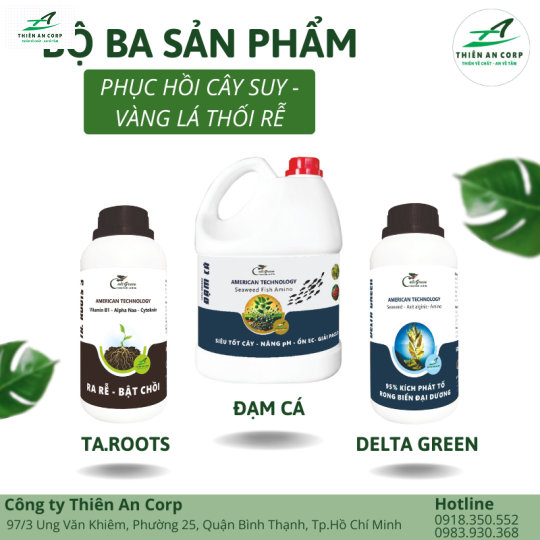 Phục Hồi Cây Suy - Vàng Lá Thối Rễ
